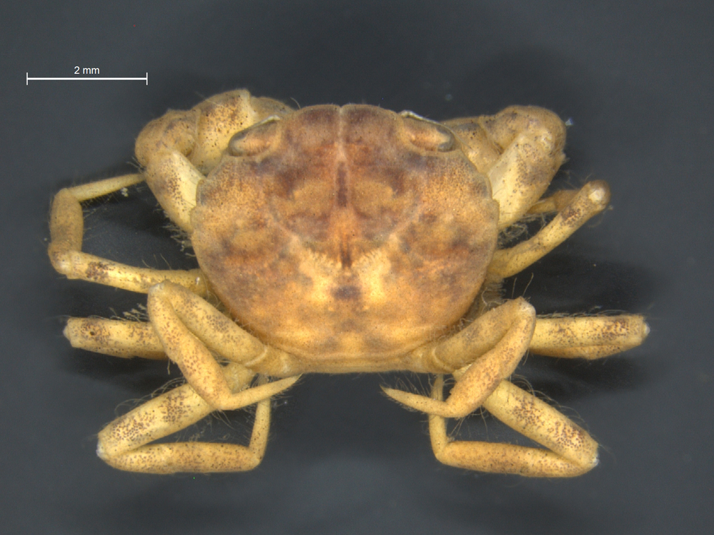 Rhithropanopeus harrisii